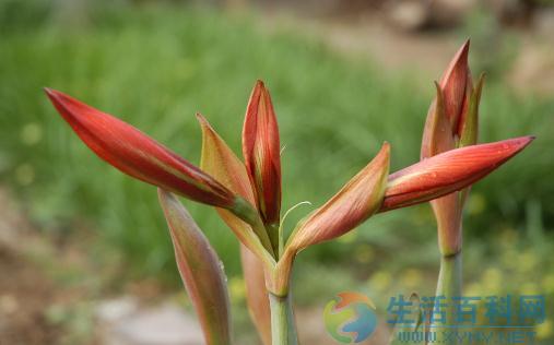 24種對人體有害的花卉:毒性、症狀與預防