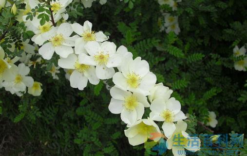 三月份适合养什么花?庭院与盆栽指南