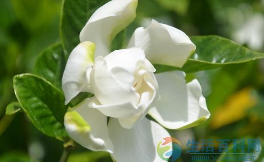 栀子花的品種與環境需求完整指南