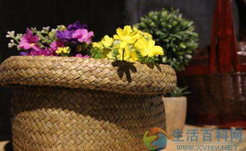 室內植物如何選擇才正確？關於花卉養殖的健康風險與建議