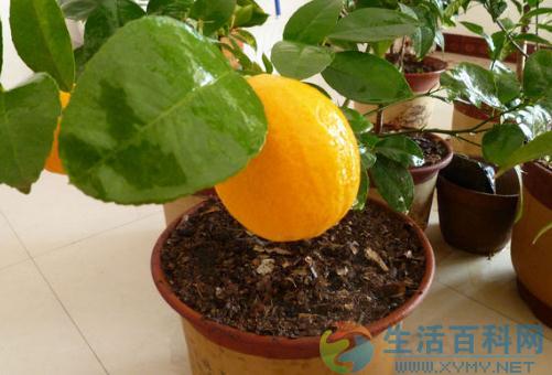 盆栽檸檬養殖方法