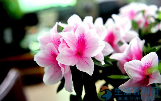 杜鵑花養護:正確澆水與用醋調酸要領