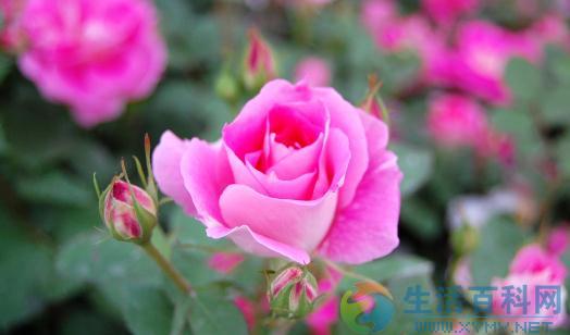 薔薇花介紹與佈局擺放技巧