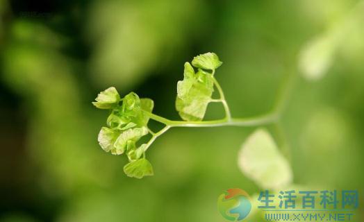 家庭養護鐵線蕨：環境、澆水與換盆要點