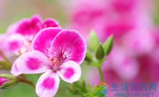 居家室内植物的功效与空气净化指南