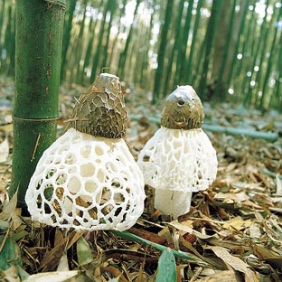 竹荪的功效与作用及禁忌