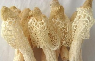 竹荪的功效与作用及禁忌