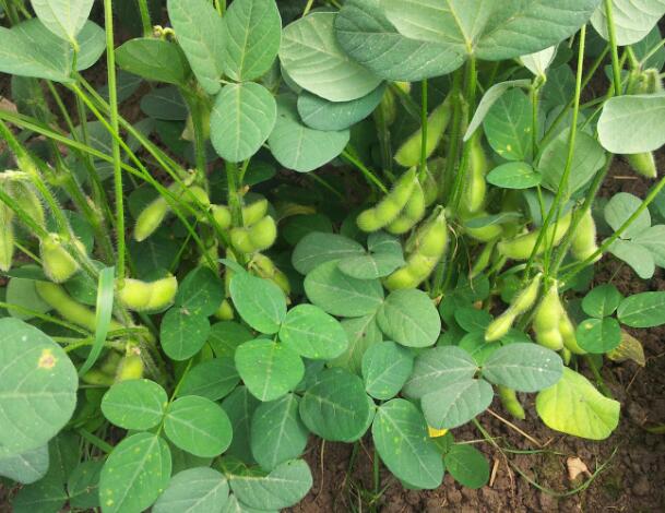 毛豆早熟种植技术指南