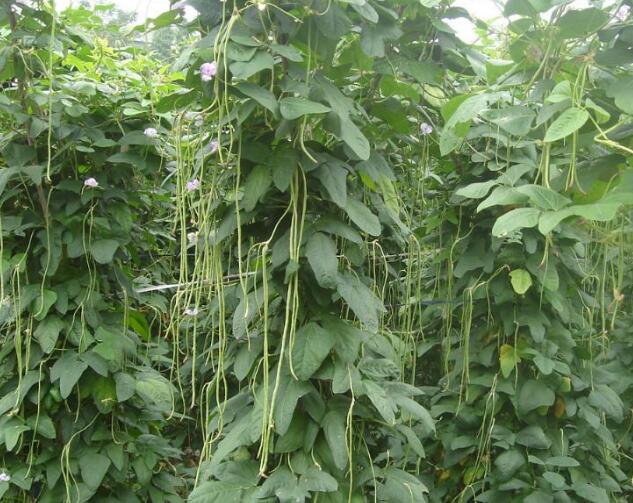 豬豆早熟種植技術要點
