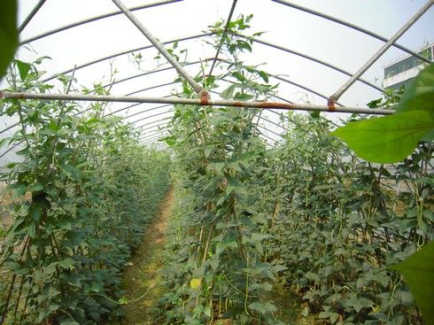 豬豆早熟種植技術要點