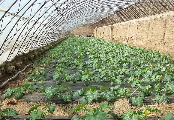 西葫芦大棚早熟种植技术指南