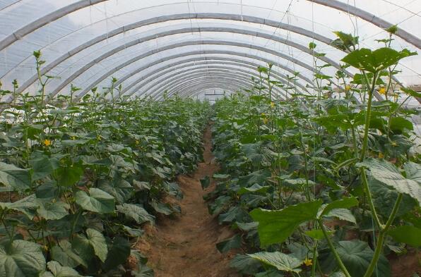 黄瓜大棚早熟种植技术指南
