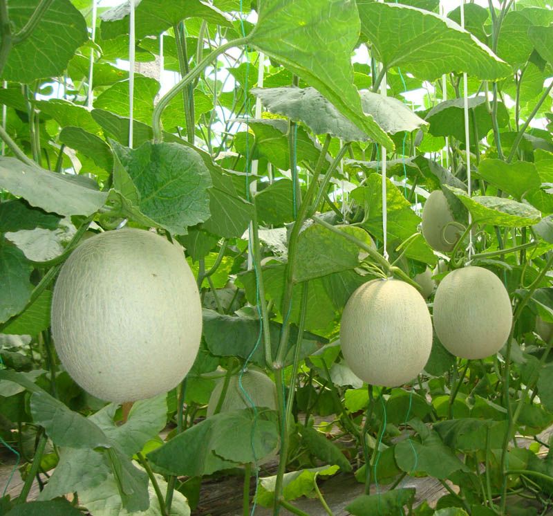 甜瓜大棚早熟种植技术指南