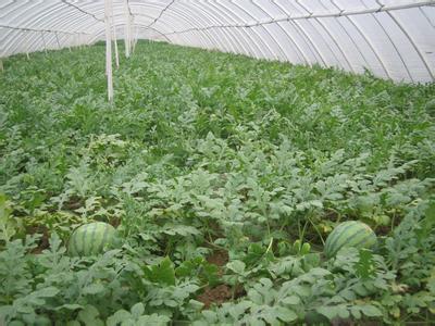 西瓜大棚种植技术指南
