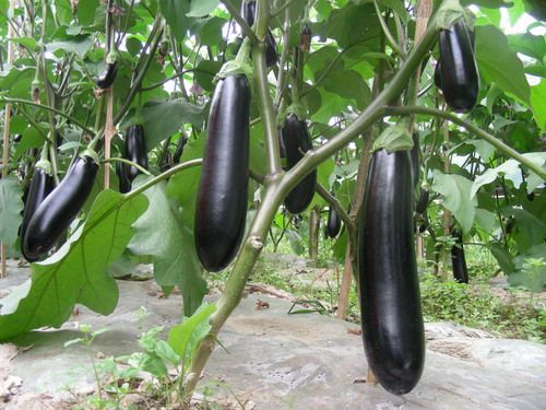 茄子大棚早熟种植技术指南