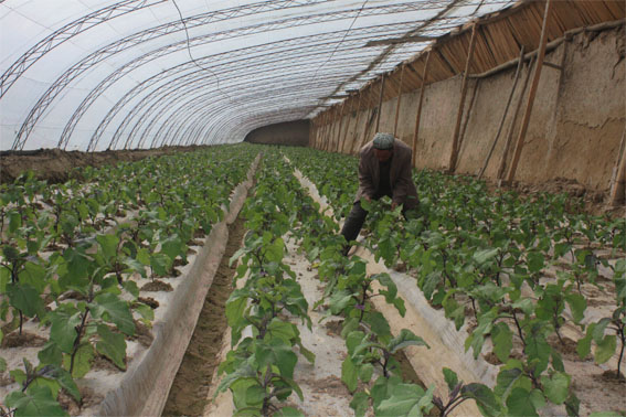 茄子大棚早熟种植技术指南