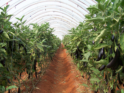 茄子大棚早熟种植技术指南