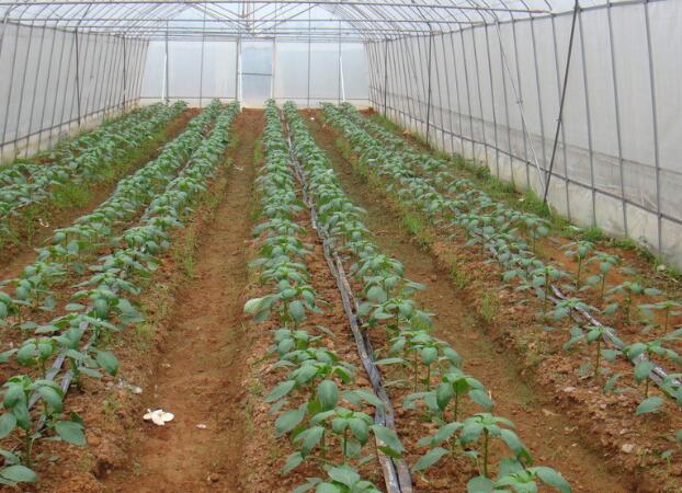 辣椒大棚防寒种植技术要点