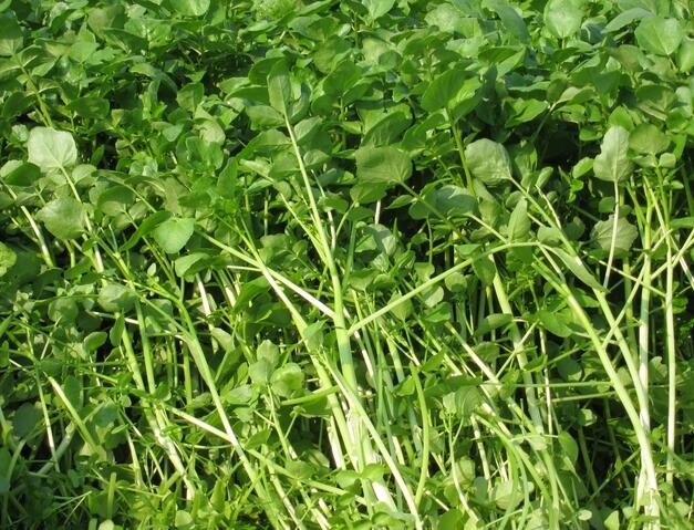 西洋菜种植技术指南