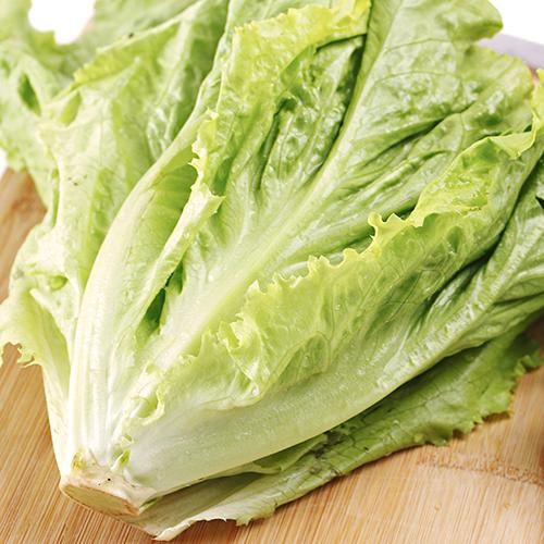 散葉生菜種植技術指南