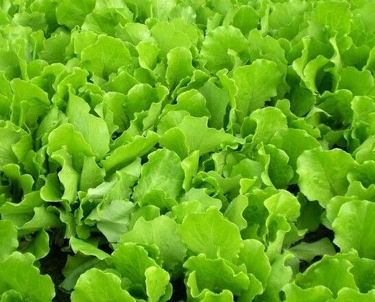 散葉生菜種植技術指南