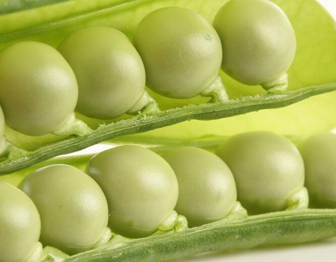 豌豆的功效与作用及禁忌全面解析