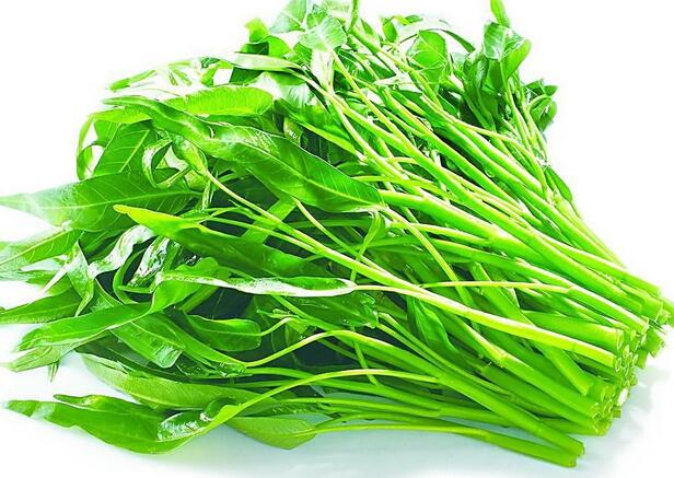 空心菜种植技术详解