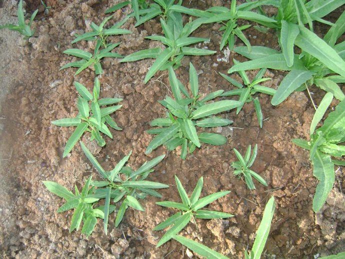 空心菜种植技术详解