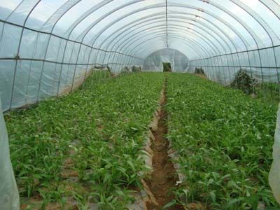 空心菜种植技术详解