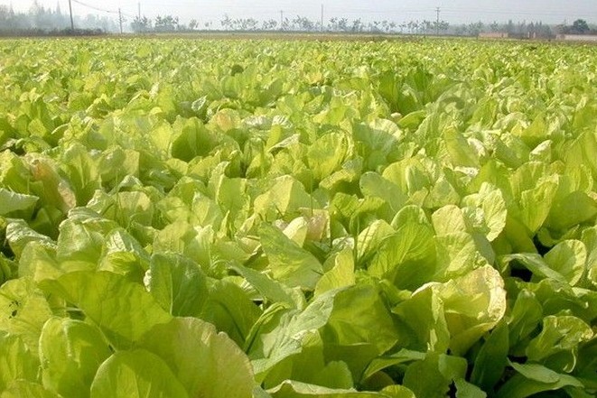 秋冬茬大白菜种植技术指南