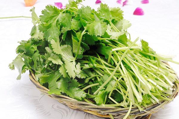 香菜的功效与作用及禁忌