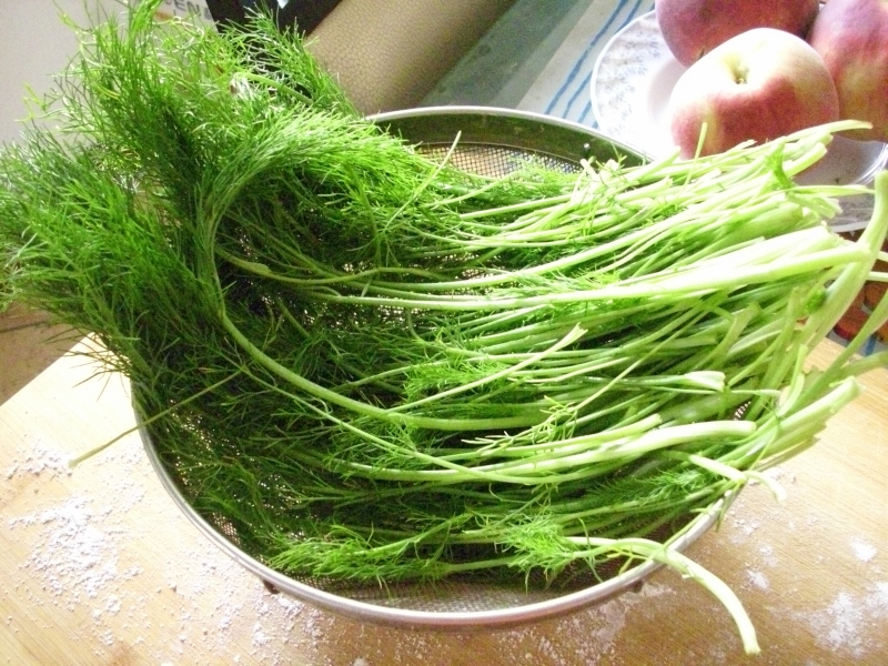 茴香的功效与作用及禁忌