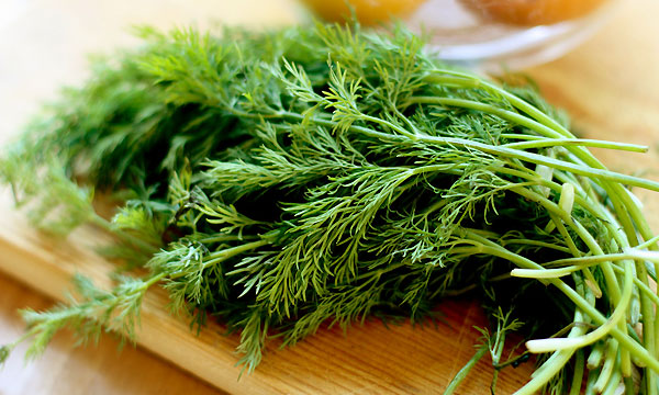 茴香的功效与作用及禁忌