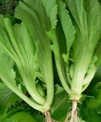 芥菜的功效与作用及禁忌