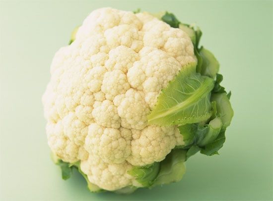 菜花的功效与作用及禁忌