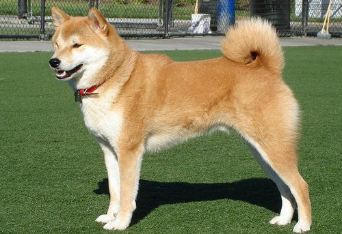柴犬與秋田犬的區別：外形、品種特徵比較