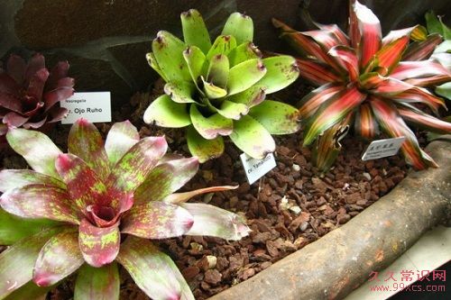 五大高效植物 淨化室內空氣,提升居家健康品質
