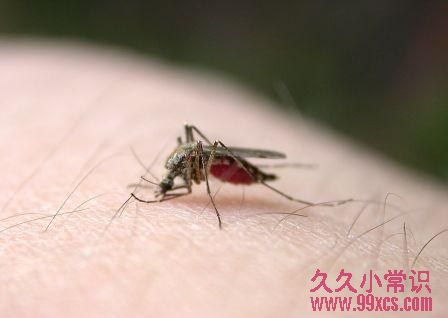 如何處理蚊子叮咬:比較吐口水與熱敷的方法