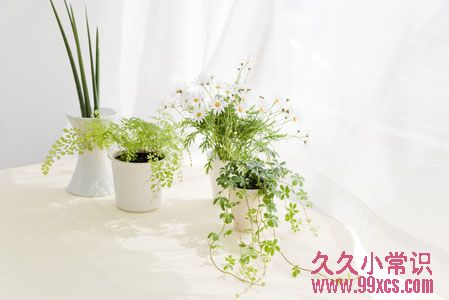 三寶協助白領輕鬆抗疲勞與防輻射