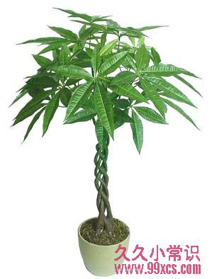 新年家居吉祥植物：旺運增財的室內盆栽推薦