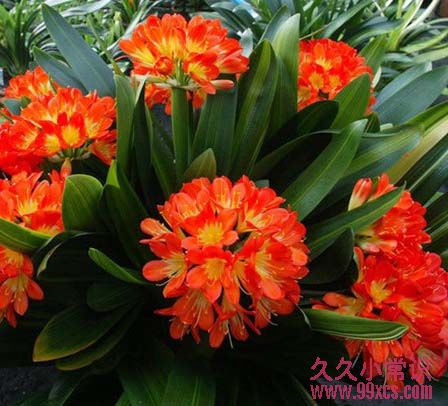 新年家居吉祥植物：旺運增財的室內盆栽推薦