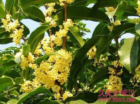 喝對這款桂花茶 有效改善口臭問題