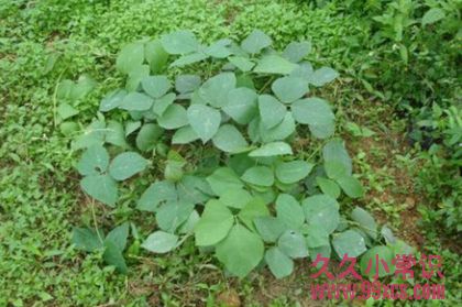 野外求生必備：10種關鍵救命植物大全
