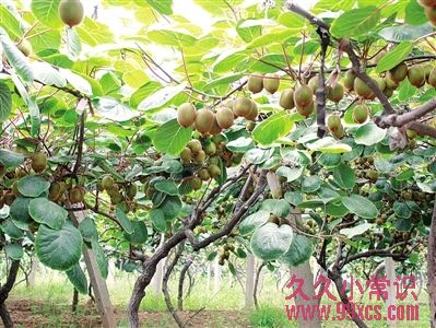野外求生必備：10種關鍵救命植物大全