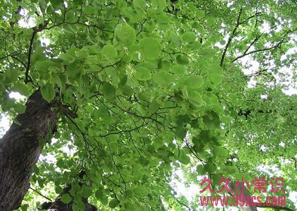 野外求生必備：10種關鍵救命植物大全