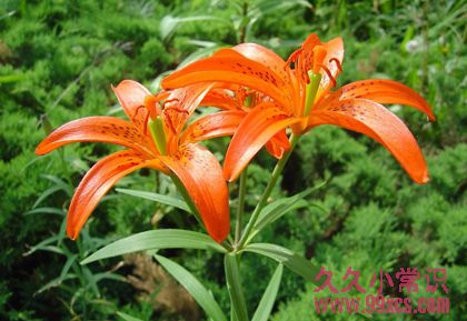 野外求生必備：10種關鍵救命植物大全