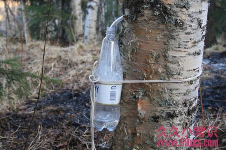 野外求生必備：10種關鍵救命植物大全