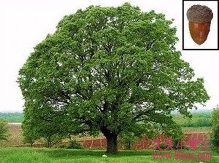 野外求生必備：10種關鍵救命植物大全