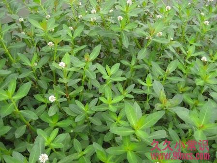 野外求生必備：10種關鍵救命植物大全