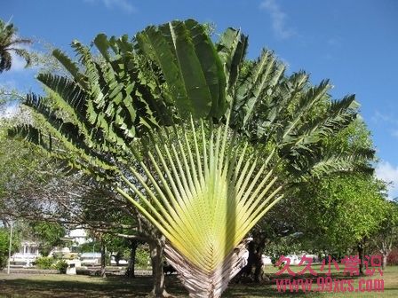 野外求生必備：10種關鍵救命植物大全